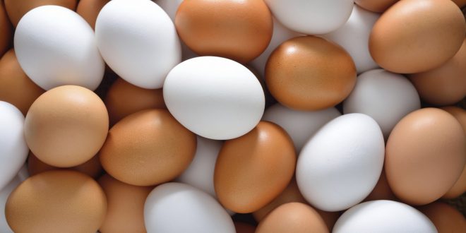 egg