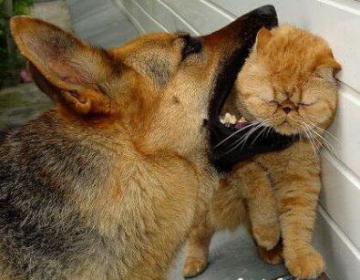 dog-attacks-cat