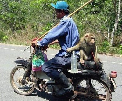 monkey-riding-motorbike-animals